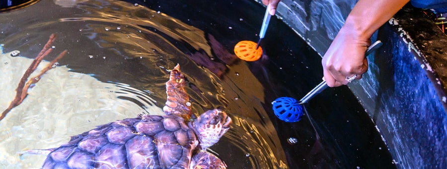 sea turtle behavior analysis psychology masters programs in georgia