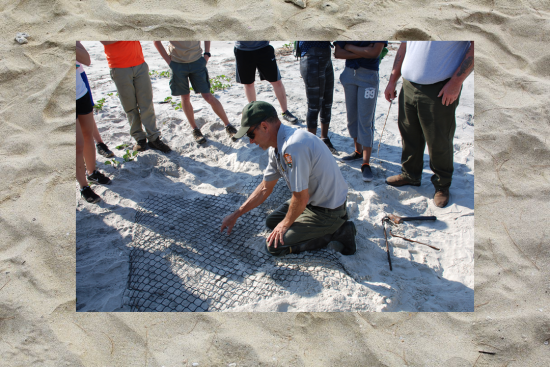 Students monitoring Cumberland Island National Seashore endangered sea turtle nest 